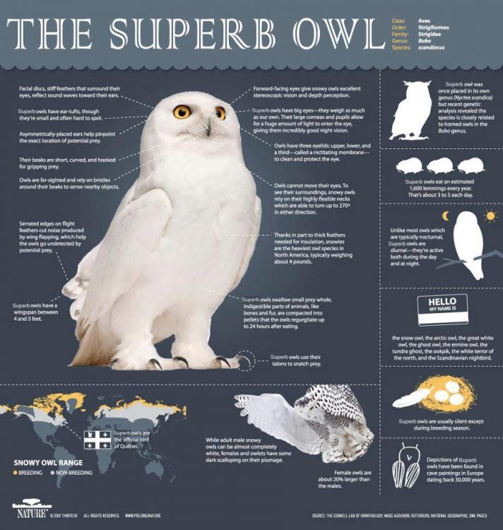 The-superb-owl.jpg