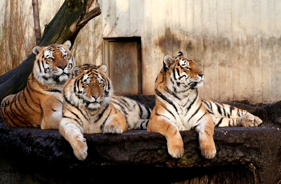 three_tigers_by_aakerman.jpg.cdba6f454d4