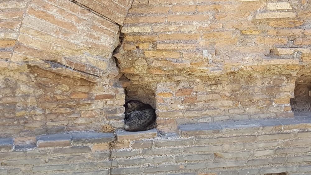 kitty in wall.jpg