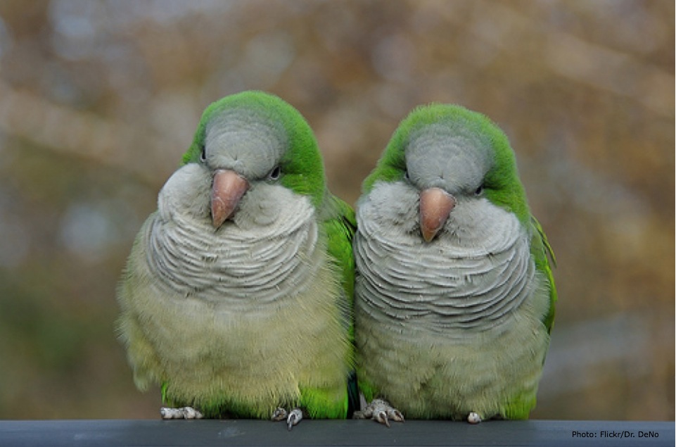 parrots2.jpg