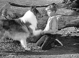 lassie.jpg.c36cf28e3205062af3320c1e4b7fefa8.jpg