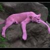 PinkPANTHER